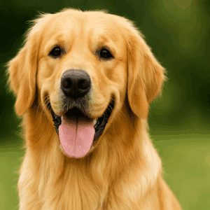 Conheça 10 Raças de Cachorro Dócil: Guia Completo para Escolher o Seu Melhor Amigo Fiel