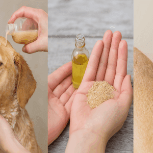 Como Acabar com as Pulgas do Meu Cachorro – Guia Definitivo e Eficaz